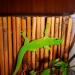 Phelsuma madagascariensis grandis